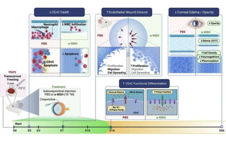 Breakthrough Study Reveals Promising Treatment for Corneal Endothelial Disease