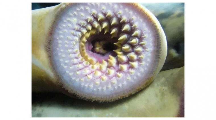 Lamprey's Eye Disease: Separating Fact from Fiction