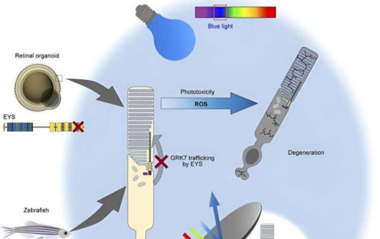 Limiting Certain Light Exposure Can Help Prevent Inherited Retinal Dystrophy