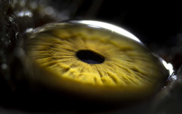 The Crucial Role of Corneal Hysteresis in Glaucoma Risk Assessment